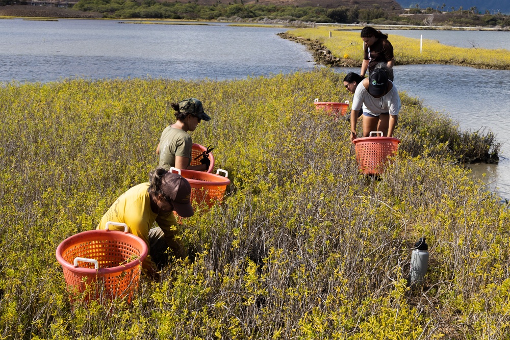 Nu'upia Guardians: Paepae o He’eia Members Remove Invasive Plant Species From Nu’upia Fishpond