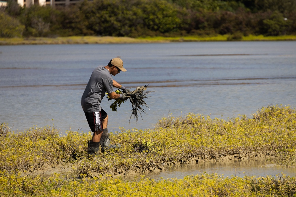 Nu'upia Guardians: Paepae o He’eia Members Remove Invasive Plant Species From Nu’upia Fishpond