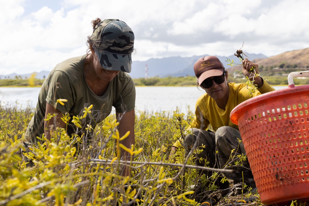 Nu'upia Guardians: Paepae o He’eia Members Remove Invasive Plant Species From Nu’upia Fishpond