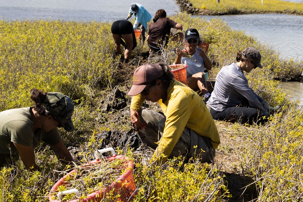 Nu'upia Guardians: Paepae o He’eia Members Remove Invasive Plant Species From Nu’upia Fishpond