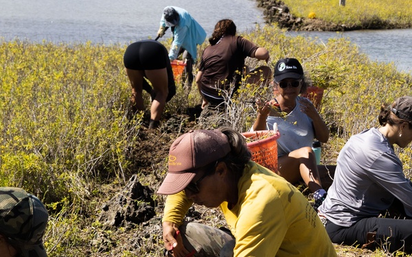 Nu'upia Guardians: Paepae o He’eia Members Remove Invasive Plant Species From Nu’upia Fishpond