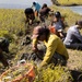 Nu'upia Guardians: Paepae o He’eia Members Remove Invasive Plant Species From Nu’upia Fishpond