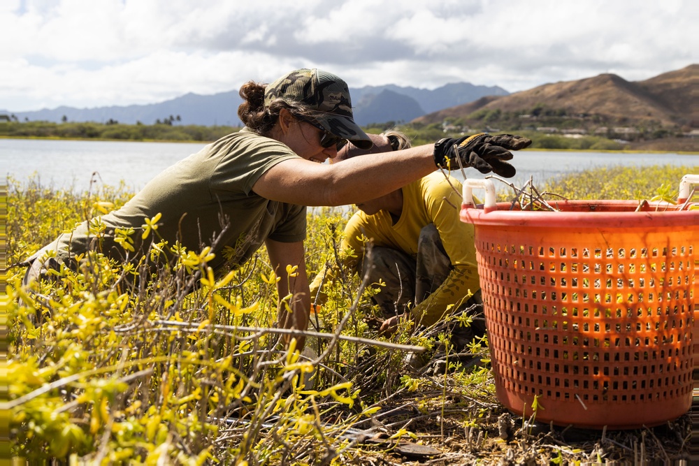 Nu'upia Guardians: Paepae o He’eia Members Remove Invasive Plant Species From Nu’upia Fishpond