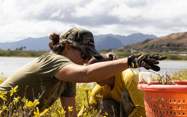 Nu'upia Guardians: Paepae o He’eia Members Remove Invasive Plant Species From Nu’upia Fishpond