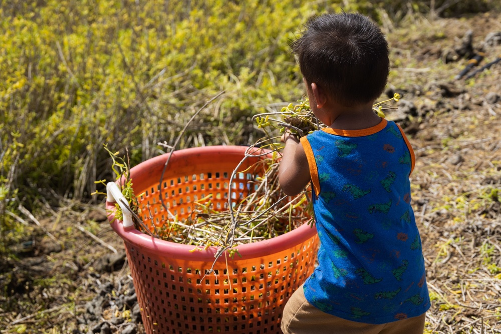 Nu'upia Guardians: Paepae o He’eia Members Remove Invasive Plant Species From Nu’upia Fishpond