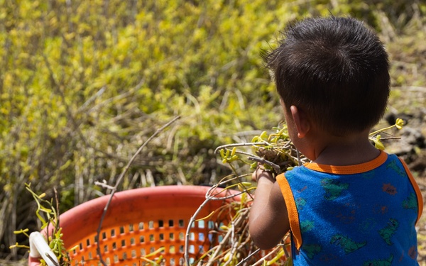 Nu'upia Guardians: Paepae o He’eia Members Remove Invasive Plant Species From Nu’upia Fishpond