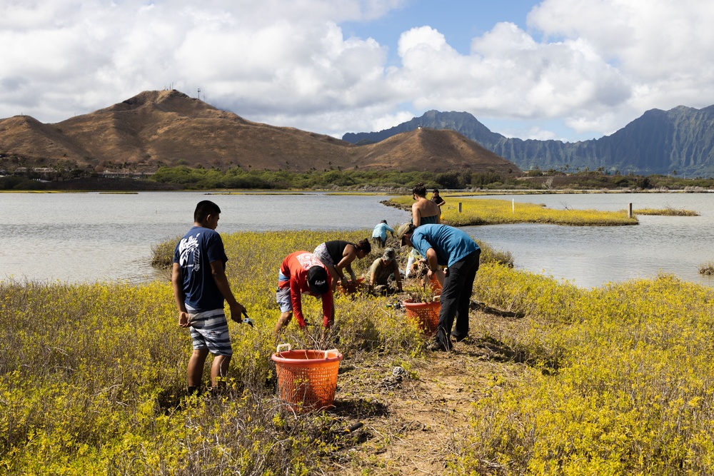 Nu'upia Guardians: Paepae o He’eia Members Remove Invasive Plant Species From Nu’upia Fishpond