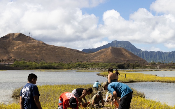 Nu'upia Guardians: Paepae o He’eia Members Remove Invasive Plant Species From Nu’upia Fishpond