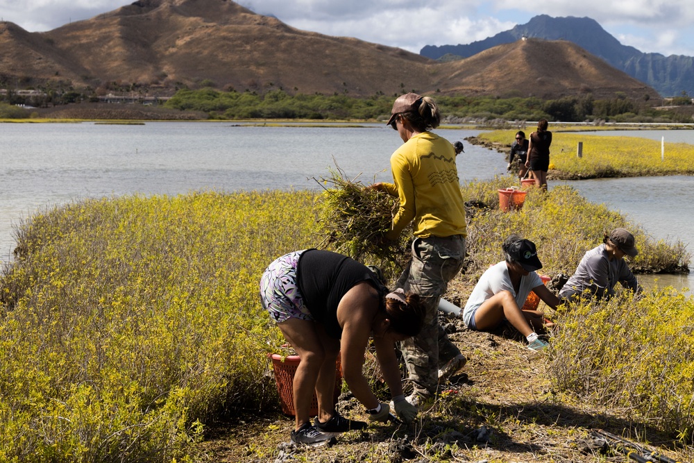 Nu'upia Guardians: Paepae o He’eia Members Remove Invasive Plant Species From Nu’upia Fishpond