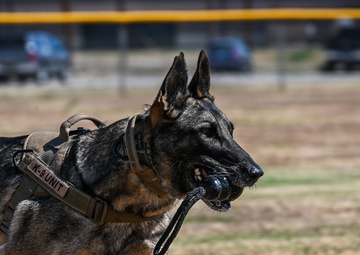 The dedication of Defenders, K-9 partners