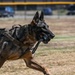 The dedication of Defenders, K-9 partners