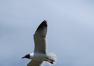 The Future is Priceless