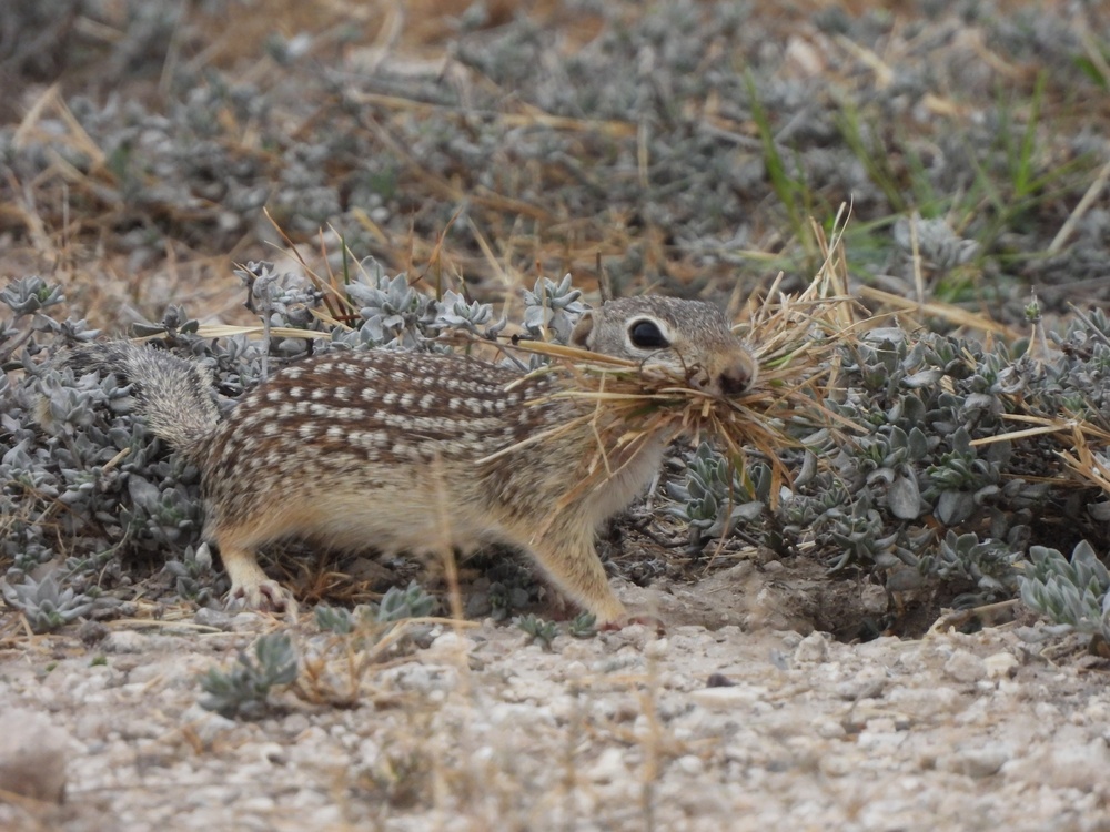 Keeping pests, wildlife at bay