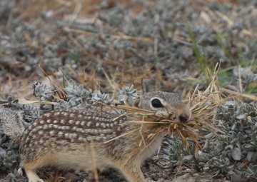 Keeping pests, wildlife at bay