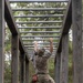 7th Special Forces Group (Airborne) 3/7 Whitaker Obstacle Course