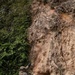 3d Battalion, 5th Marines Basic Jungle Skills Course: Rappelling Techniques