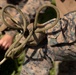 3d Battalion, 5th Marines Basic Jungle Skills Course: Casualty Evacuation Drill