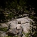 2/5 Marines and the French 27th Mountain Infantry Brigade perform simulated cliff assaults during MTX 1-24