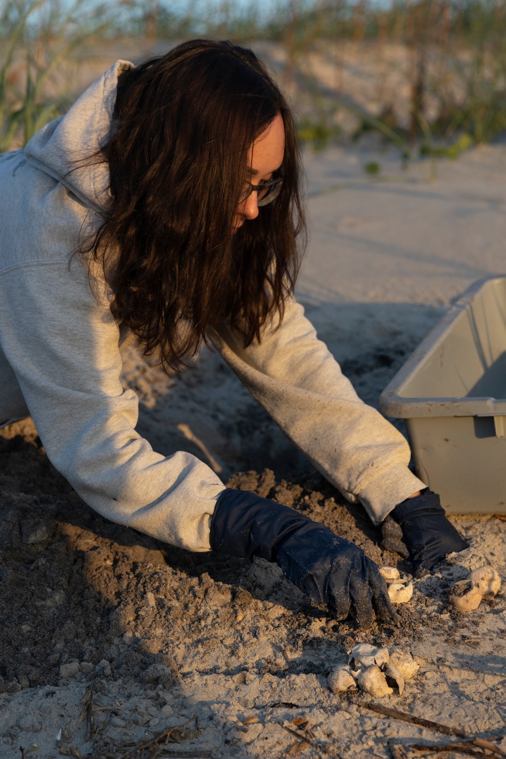 Camp Lejeune EMD Excavates and Inventories Sea Turtle nests on Onslow Beach