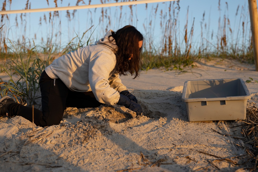 Camp Lejeune EMD Excavates and Inventories Sea Turtle nests on Onslow Beach