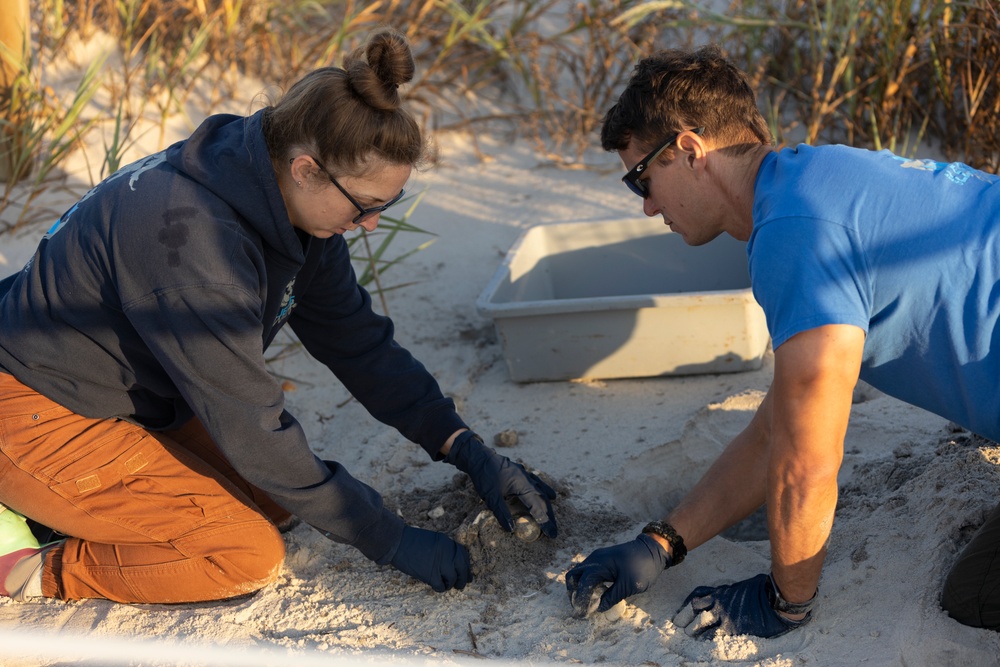 Camp Lejeune EMD Excavates and Inventories Sea Turtle nests on Onslow Beach