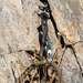 Marines with the Mountain Leaders Course climb and rappel down ‘Big Face’ during MTX 1-24