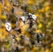 Marines with the Mountain Leaders Course climb and rappel down ‘Big Face’ during MTX 1-24