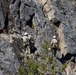 Marines with the Mountain Leaders Course climb and rappel down ‘Big Face’ during MTX 1-24