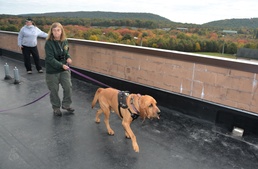 Canine search-and-rescue teams train at Fort Indiantown Gap