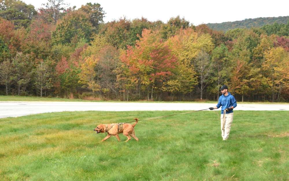 Canine search-and-rescue teams train at Fort Indiantown Gap