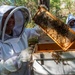 Volunteer Beekeepers Tend to Hives at Pacific Missile Range Facility