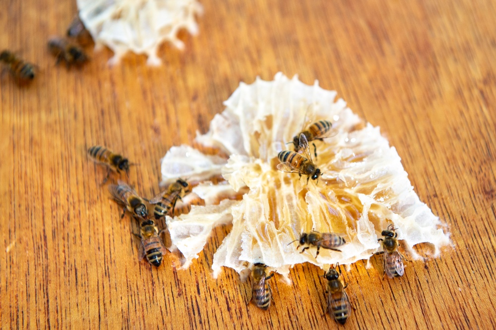 Volunteer Beekeepers Tend to Hives at Pacific Missile Range Facility