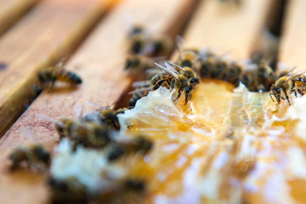 Volunteer Beekeepers Tend to Hives at Pacific Missile Range Facility