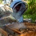 Volunteer Beekeepers Tend to Hives at Pacific Missile Range Facility