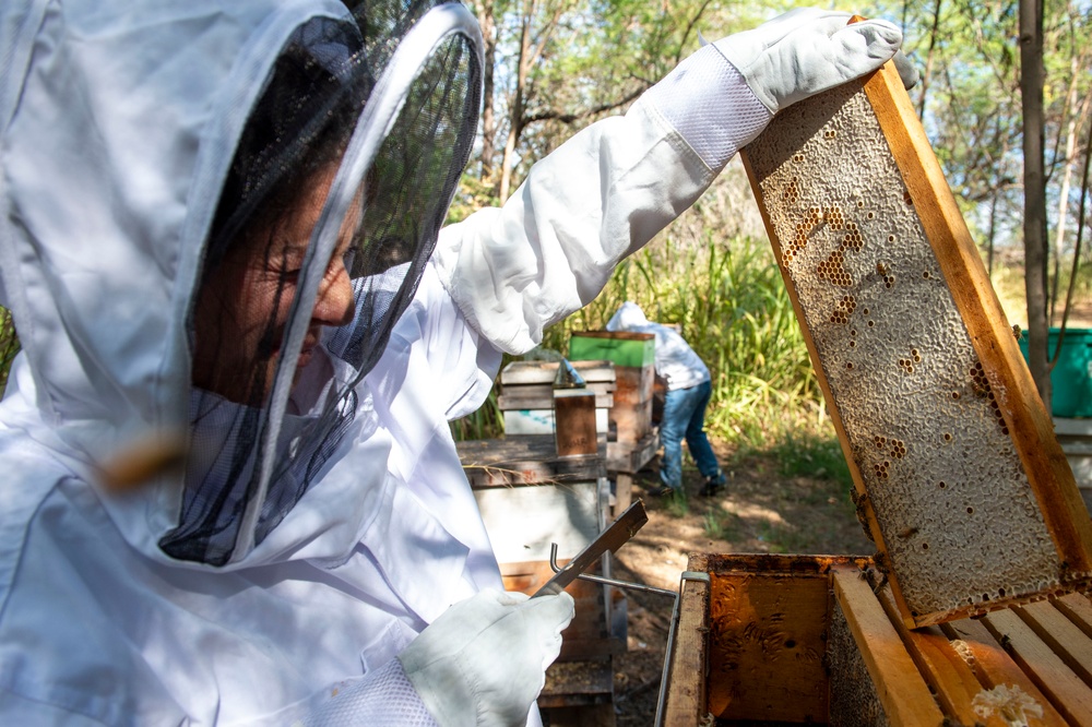 Volunteer Beekeepers Tend to Hives at Pacific Missile Range Facility