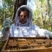 Volunteer Beekeepers Tend to Hives at Pacific Missile Range Facility