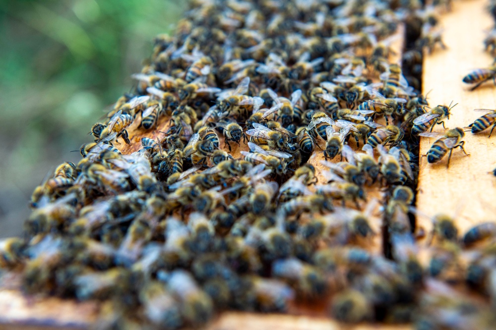 Volunteer Beekeepers Tend to Hives at Pacific Missile Range Facility