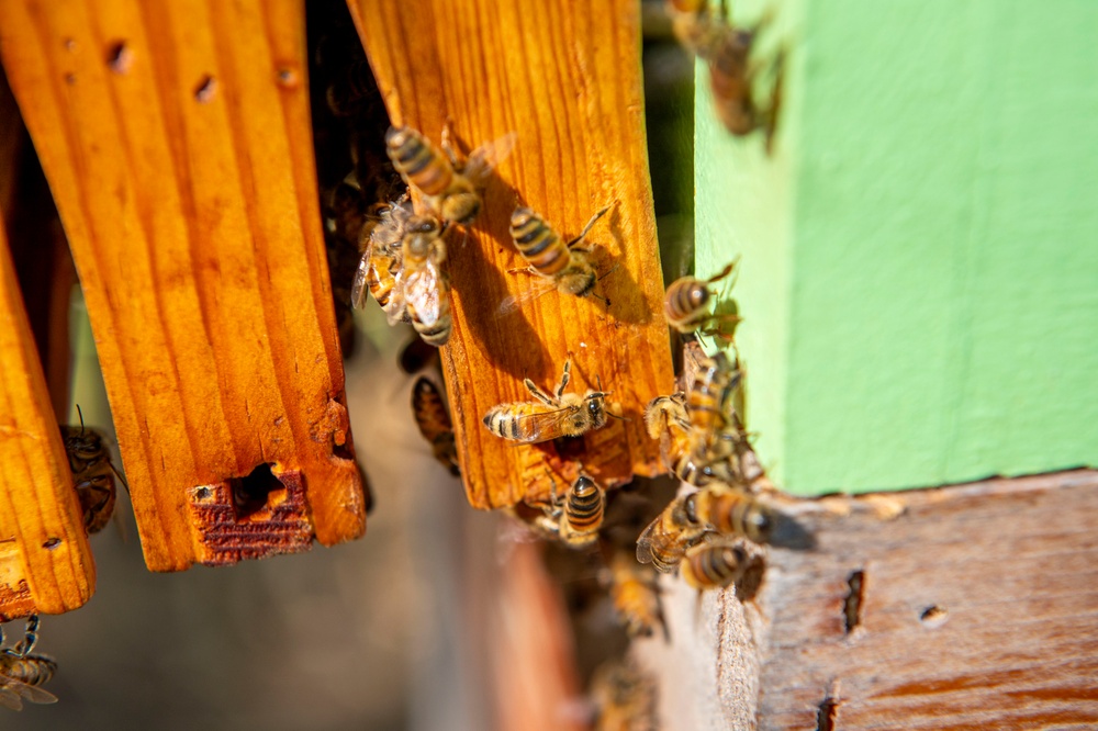 Volunteer Beekeepers Tend to Hives at Pacific Missile Range Facility