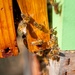 Volunteer Beekeepers Tend to Hives at Pacific Missile Range Facility