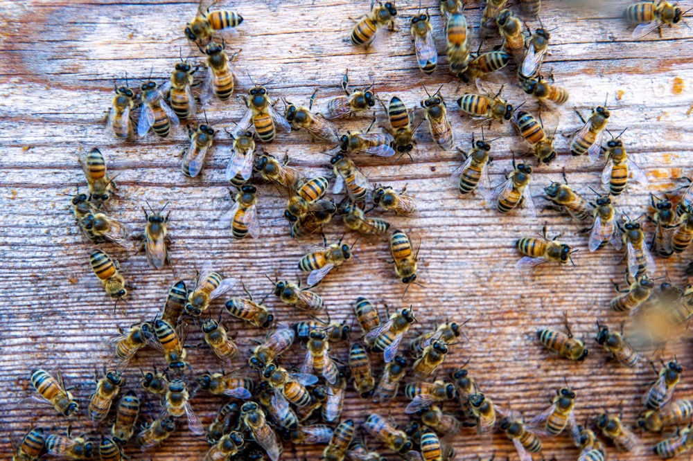 DVIDS - Images - Volunteer Beekeepers Tend to Hives at Pacific Missile ...