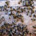 Volunteer Beekeepers Tend to Hives at Pacific Missile Range Facility