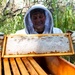 Volunteer Beekeepers Tend to Hives at Pacific Missile Range Facility