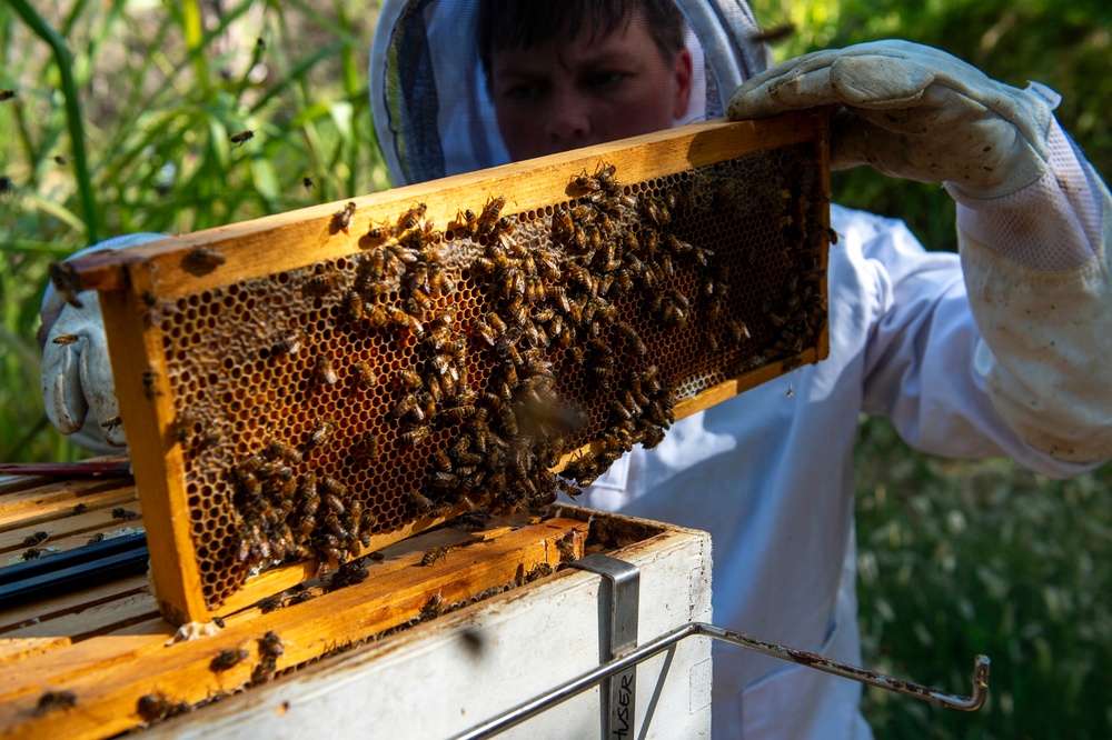 DVIDS - Images - Volunteer Beekeepers Tend to Hives at Pacific Missile ...