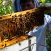 Volunteer Beekeepers Tend to Hives at Pacific Missile Range Facility