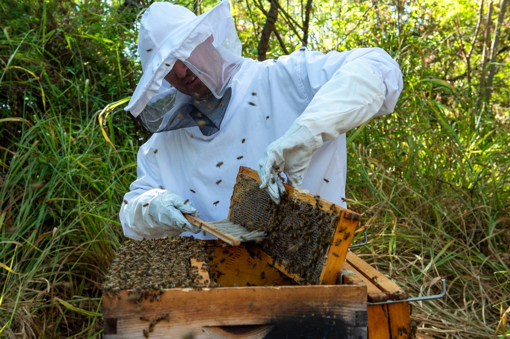 Volunteer Beekeepers Tend to Hives at Pacific Missile Range Facility