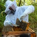 Volunteer Beekeepers Tend to Hives at Pacific Missile Range Facility