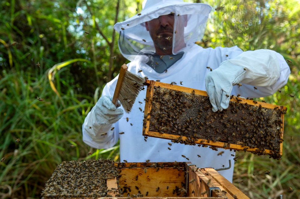 Volunteer Beekeepers Tend to Hives at Pacific Missile Range Facility