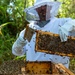 Volunteer Beekeepers Tend to Hives at Pacific Missile Range Facility