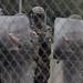 BLT 1/8 Marines Conduct Familiarization Fire and Riot Control Formations