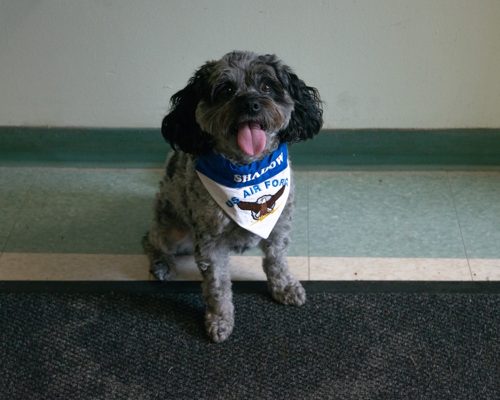 Shadow the therapy dog visits the 107th Attack Wing